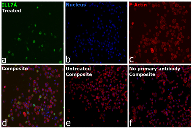 IL-17A Antibody in Immunocytochemistry (ICC/IF)