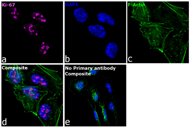 Ki-67 Antibody in Immunocytochemistry (ICC/IF)