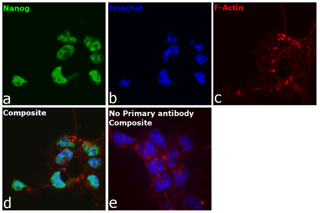 Nanog Antibody in Immunocytochemistry (ICC/IF)