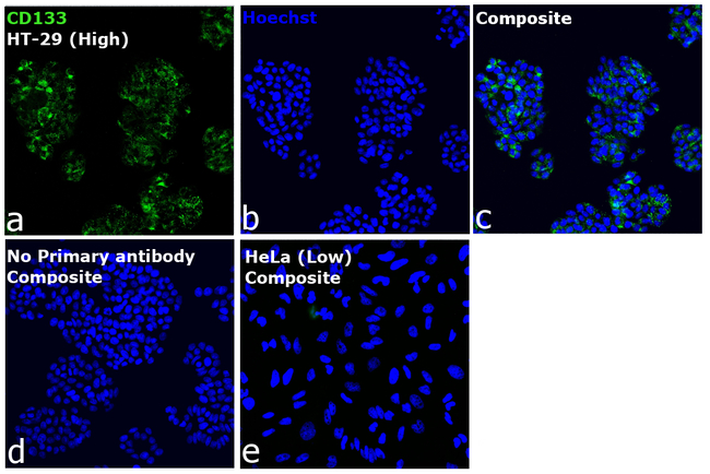 CD133 (Prominin-1) Antibody in Immunocytochemistry (ICC/IF)