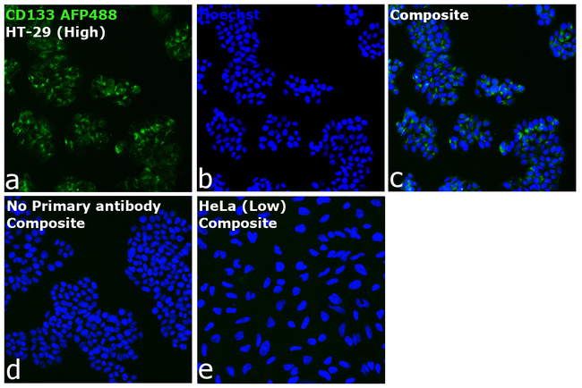CD133 (Prominin-1) Antibody in Immunocytochemistry (ICC/IF)