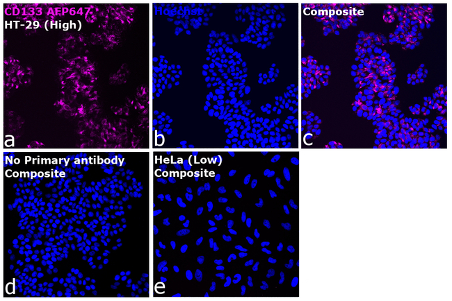 CD133 (Prominin-1) Antibody in Immunocytochemistry (ICC/IF)