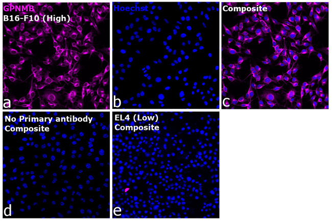 GPNMB Antibody in Immunocytochemistry (ICC/IF)