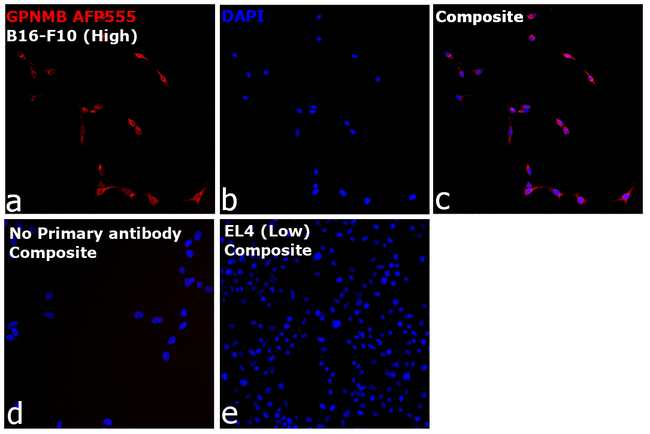 GPNMB Antibody in Immunocytochemistry (ICC/IF)