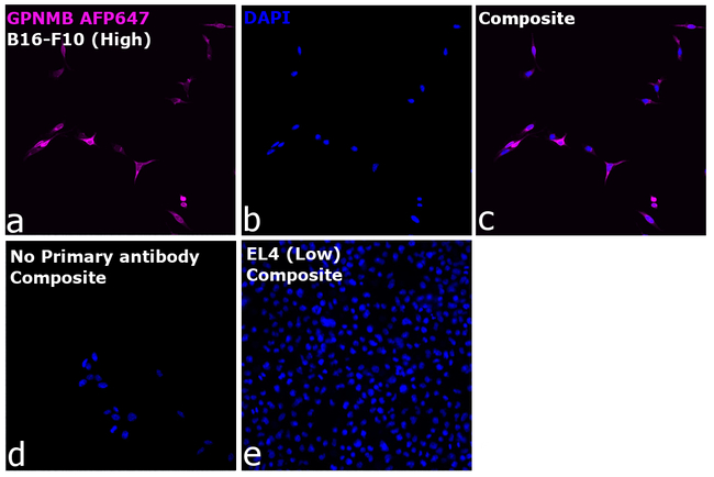 GPNMB Antibody in Immunocytochemistry (ICC/IF)