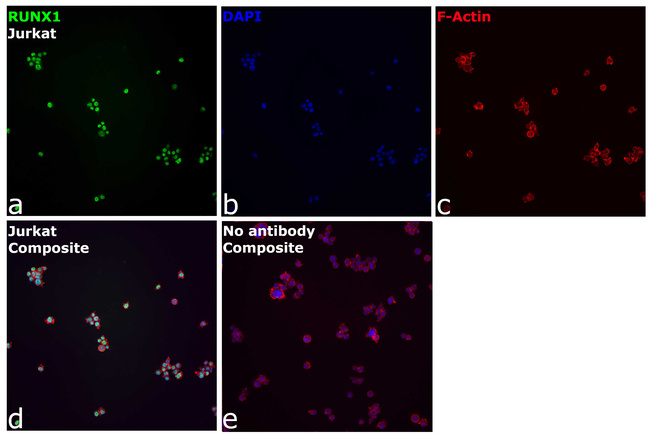 RUNX1 Antibody in Immunocytochemistry (ICC/IF)