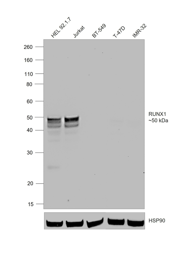 RUNX1 Antibody in Western Blot (WB)