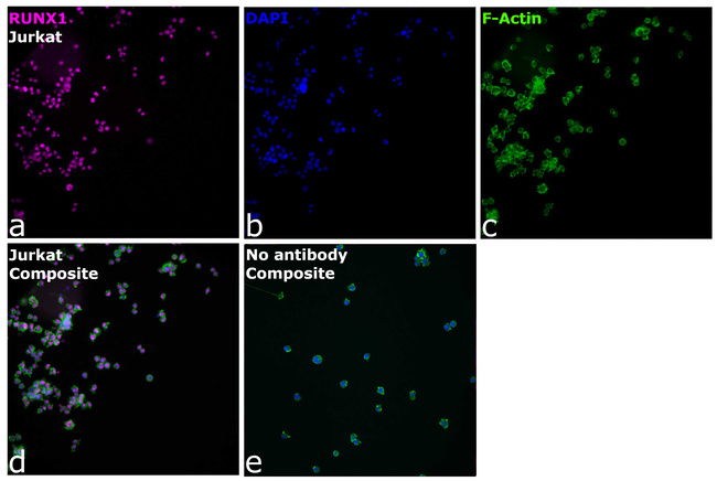 RUNX1 Antibody in Immunocytochemistry (ICC/IF)
