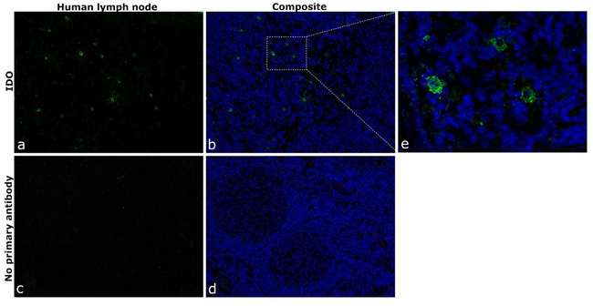 IDO Antibody in Immunohistochemistry (Paraffin) (IHC (P))