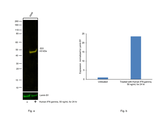 IDO Antibody in Western Blot (WB)