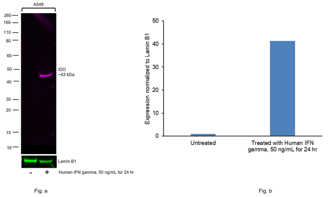 IDO  Antibody in Western Blot (WB)