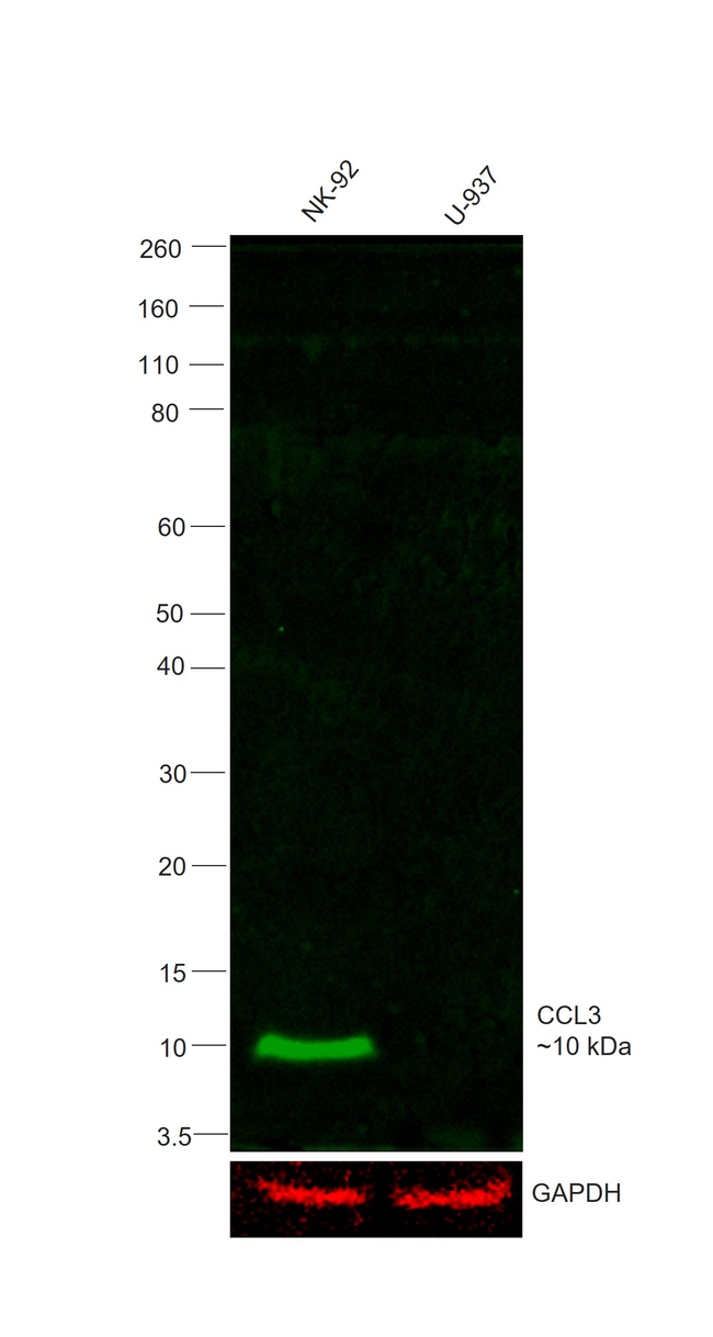 CCL3 (MIP-1 alpha) Antibody in Western Blot (WB)