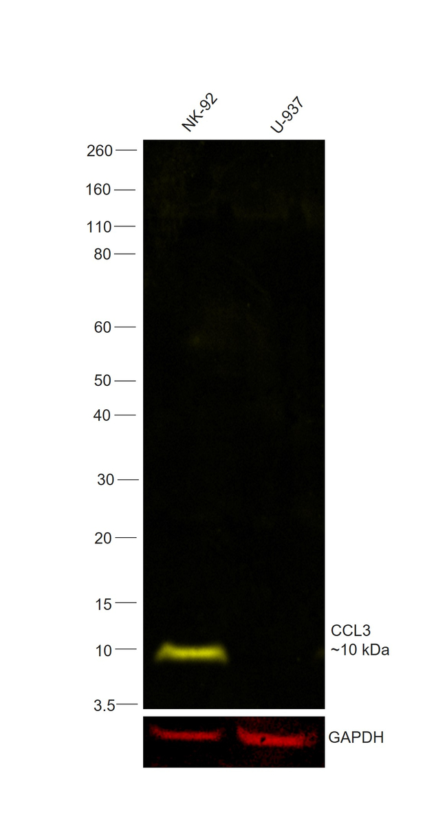 CCL3 (MIP-1 alpha) Antibody in Western Blot (WB)