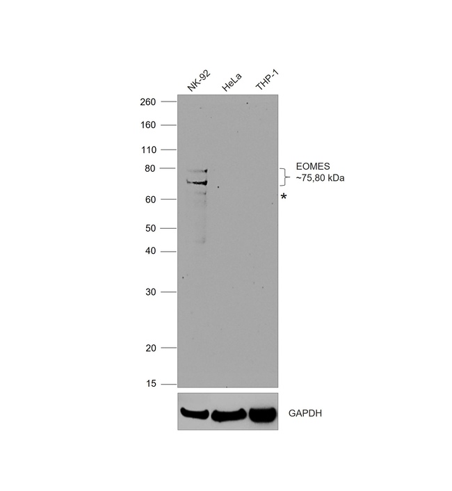 EOMES Antibody in Western Blot (WB)
