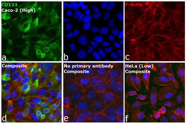 CD133 (Prominin-1) Antibody in Immunocytochemistry (ICC/IF)