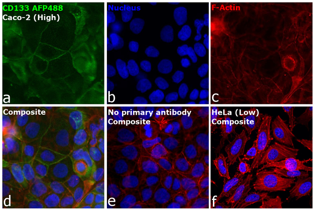 CD133 (Prominin-1) Antibody in Immunocytochemistry (ICC/IF)
