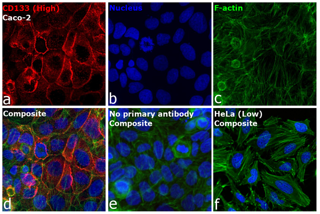 CD133 (Prominin-1) Antibody in Immunocytochemistry (ICC/IF)