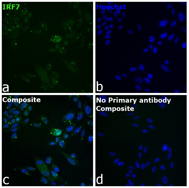 IRF7 Antibody in Immunocytochemistry (ICC/IF)