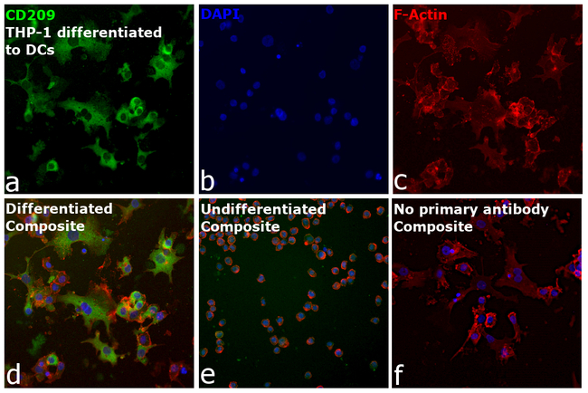 CD209 (DC-SIGN) Antibody in Immunocytochemistry (ICC/IF)