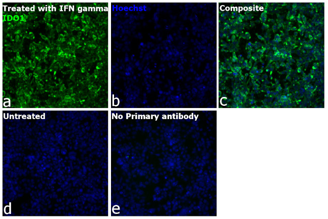 IDO Antibody in Immunocytochemistry (ICC/IF)