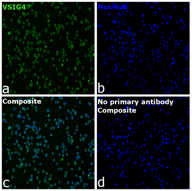 VSIG4 Antibody in Immunocytochemistry (ICC/IF)