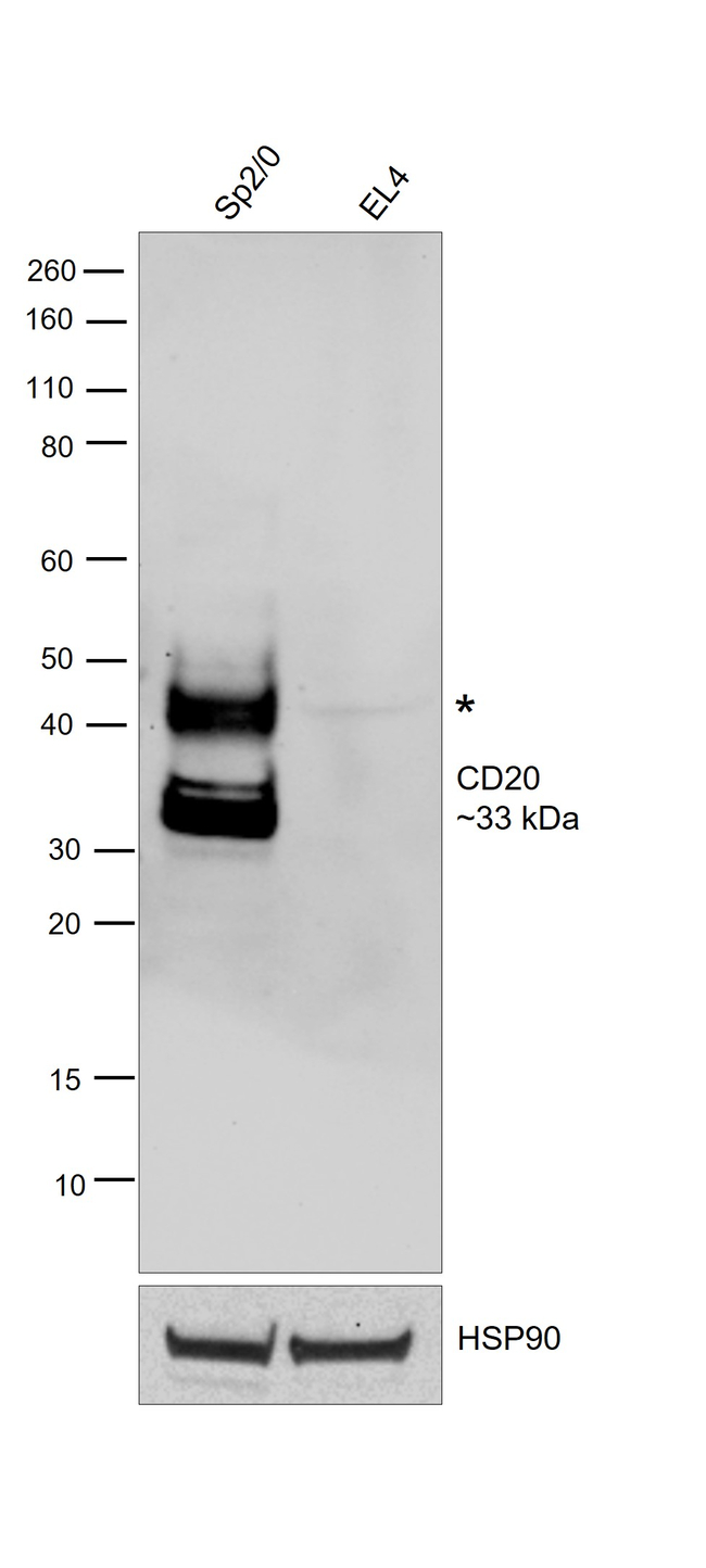 CD20 Antibody in Western Blot (WB)