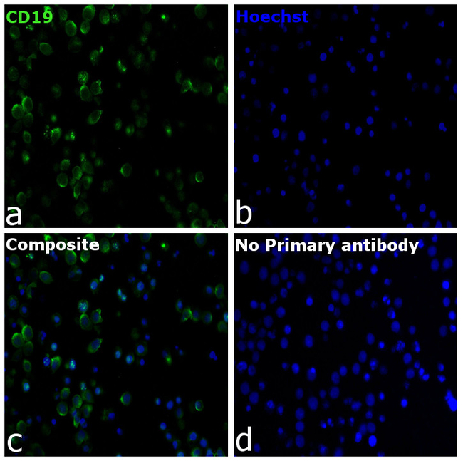CD19 Antibody in Immunocytochemistry (ICC/IF)