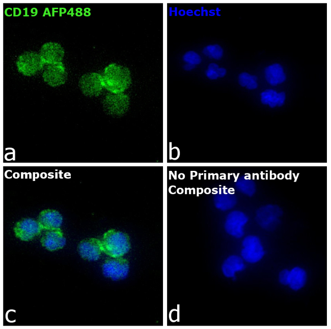 CD19 Antibody in Immunocytochemistry (ICC/IF)
