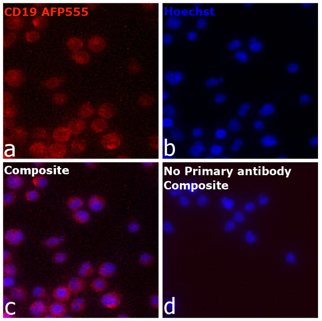 CD19 Antibody in Immunocytochemistry (ICC/IF)