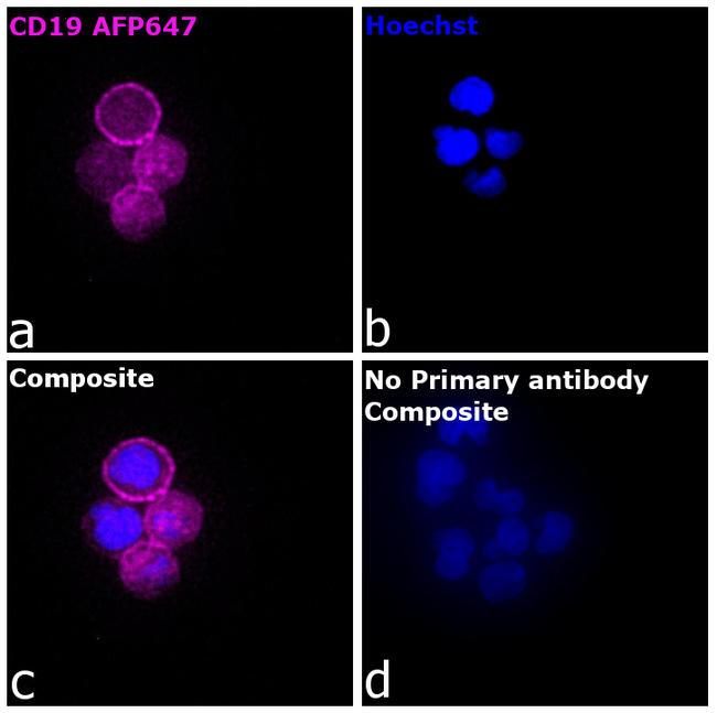 CD19 Antibody in Immunocytochemistry (ICC/IF)