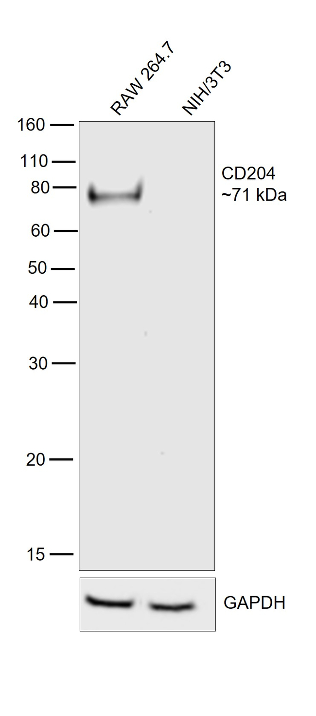 CD204 Antibody in Western Blot (WB)