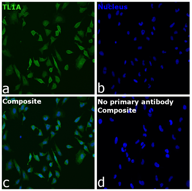 TL1A Antibody in Immunocytochemistry (ICC/IF)