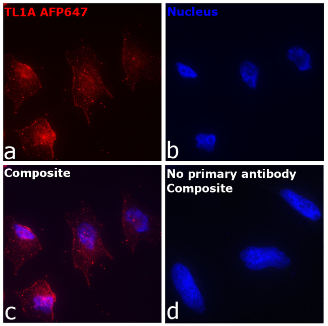TL1A Antibody in Immunocytochemistry (ICC/IF)