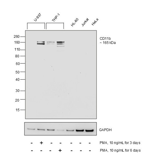 CD11b Antibody in Western Blot (WB)