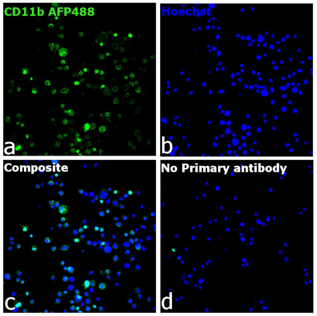 CD11b Antibody in Immunocytochemistry (ICC/IF)