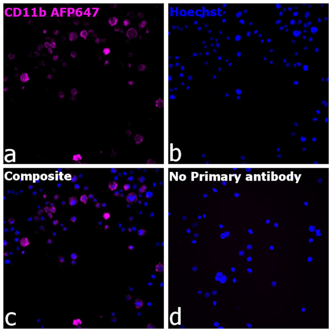 CD11b Antibody in Immunocytochemistry (ICC/IF)