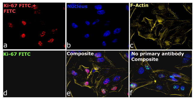 FITC Antibody in Immunocytochemistry (ICC/IF)