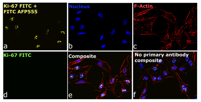 FITC Antibody in Immunocytochemistry (ICC/IF)