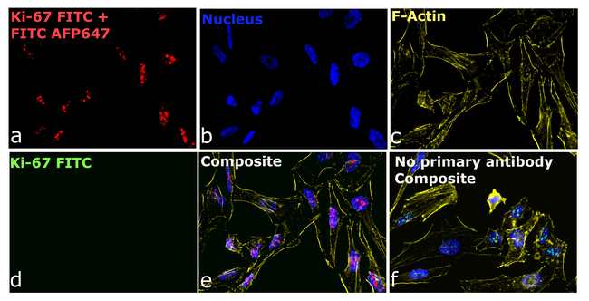 FITC Antibody in Immunocytochemistry (ICC/IF)