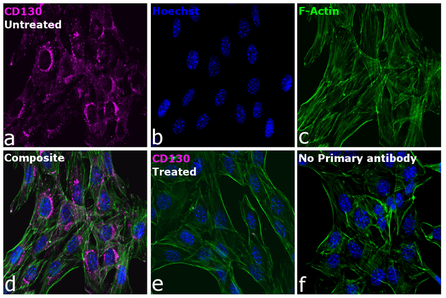 CD130 Antibody in Immunocytochemistry (ICC/IF)