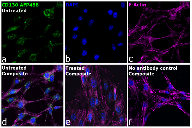 CD130 (GP130) Antibody in Immunocytochemistry (ICC/IF)
