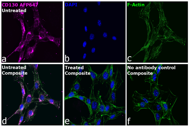 CD130 (GP130) Antibody in Immunocytochemistry (ICC/IF)