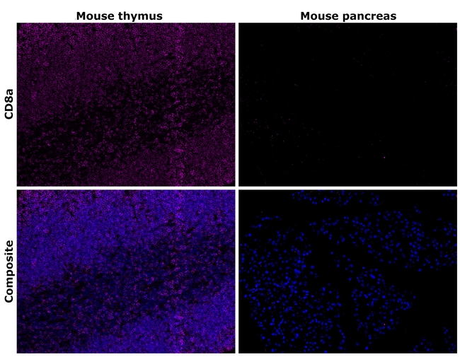 CD8a Antibody in Immunohistochemistry (Paraffin) (IHC (P))
