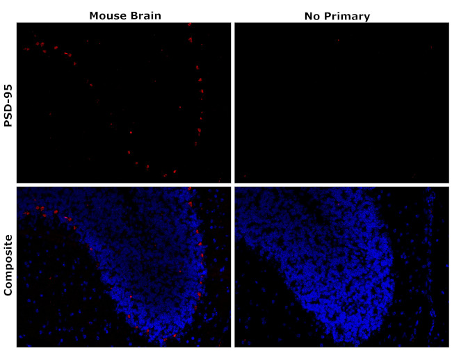 PSD-95 Antibody in Immunohistochemistry (Paraffin) (IHC (P))