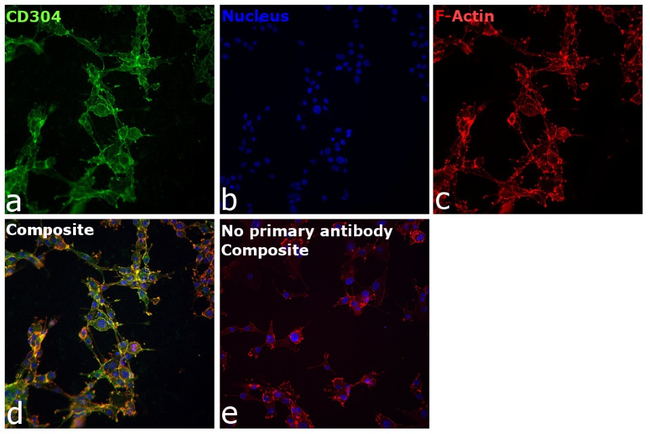 CD304 (Neuropilin-1) Antibody in Immunocytochemistry (ICC/IF)