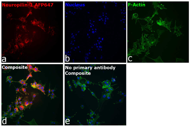 CD304 (Neuropilin-1) Antibody in Immunocytochemistry (ICC/IF)
