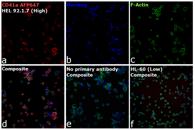 CD41a Antibody in Immunocytochemistry (ICC/IF)