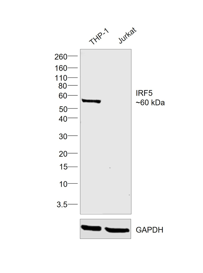 IRF5 Antibody in Western Blot (WB)
