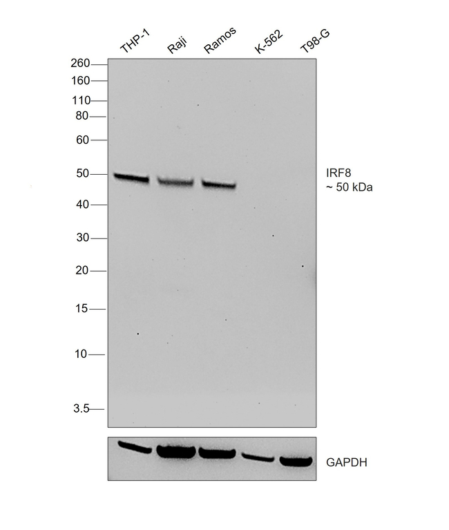 IRF8 Antibody in Western Blot (WB)