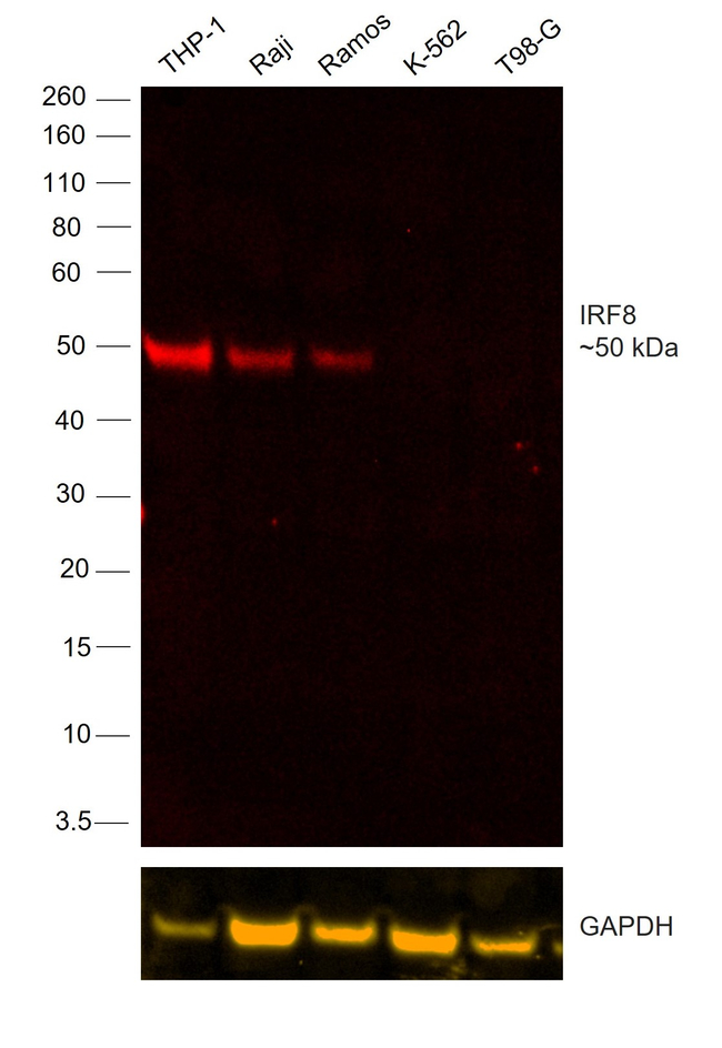 IRF8 Antibody in Western Blot (WB)